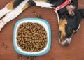 Why Is Quality The First And Foremost Factor In Selecting The Best CBD Dog Treats?