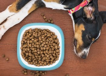 Why Is Quality The First And Foremost Factor In Selecting The Best CBD Dog Treats?