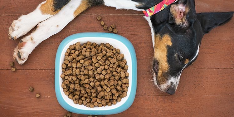 Why Is Quality The First And Foremost Factor In Selecting The Best CBD Dog Treats?