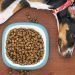 Why Is Quality The First And Foremost Factor In Selecting The Best CBD Dog Treats?