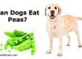 Can dogs eat peas