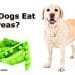 Can dogs eat peas