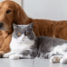 cats vs dogs