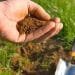 Soil Sampling