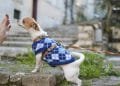 Best Dog Dry Foods in Dubai