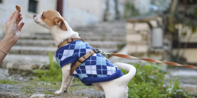 Best Dog Dry Foods in Dubai