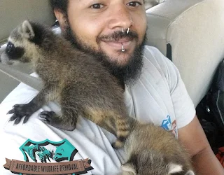 Dead Animal Removal: The Nasty Necessity For A Clean Home