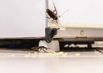 cockroach control toronto,cockroach toronto,cockroach control services, bed bug control toronto, cockroach exterminator, cockroaches removal toronto, ant exterminator, bed bug exterminator toronto