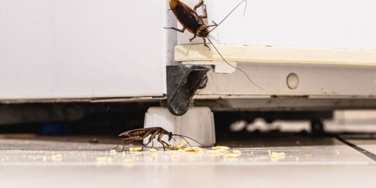 cockroach control toronto,cockroach toronto,cockroach control services, bed bug control toronto, cockroach exterminator, cockroaches removal toronto, ant exterminator, bed bug exterminator toronto