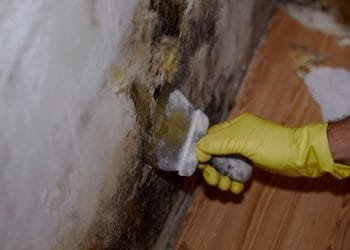 mold removal toronto, mold inspection services, mold remediation toronto, mould removal toronto, best mold removal, how to remove mold from crawl space yourself