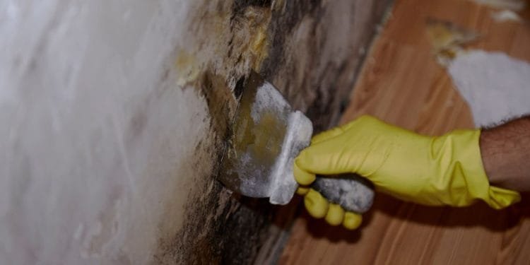 mold removal toronto, mold inspection services, mold remediation toronto, mould removal toronto, best mold removal, how to remove mold from crawl space yourself