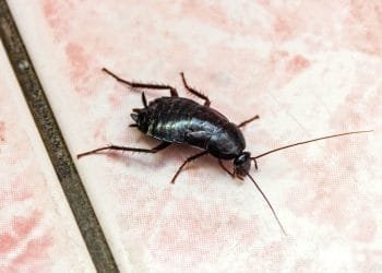 cockroach control toronto,cockroach toronto,cockroach control services, bed bug control toronto, cockroach exterminator, cockroaches removal toronto, ant exterminator, bed bug exterminator toronto