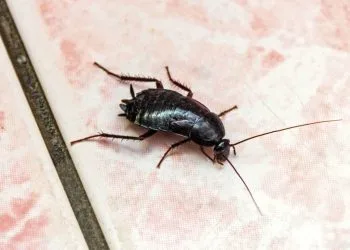 cockroach control toronto,cockroach toronto,cockroach control services, bed bug control toronto, cockroach exterminator, cockroaches removal toronto, ant exterminator, bed bug exterminator toronto