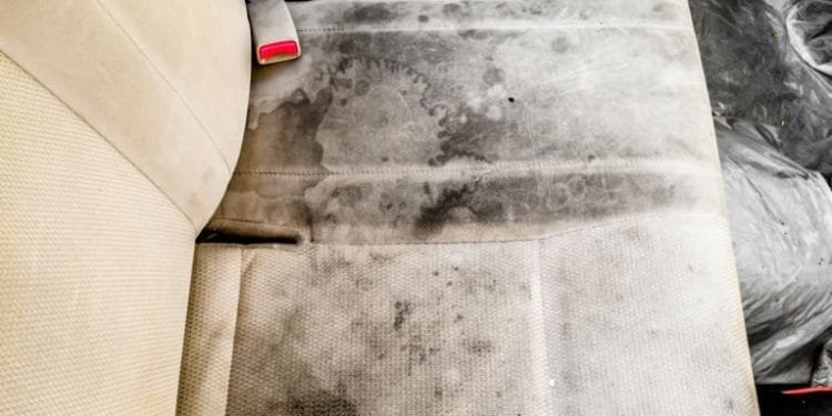 mold removal toronto, mold inspection services, mold remediation toronto, mould removal toronto, best mold removal, how to remove mold from leather car seats