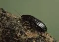 Flying and Crawling, Flying and Crawling Services, Flying and Crawling Insects, crawling insects, insects that crawl, crawling bugs, crawling creatures, pest control toronto, best pest control toronto