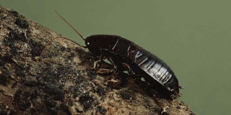 Flying and Crawling, Flying and Crawling Services, Flying and Crawling Insects, crawling insects, insects that crawl, crawling bugs, crawling creatures, pest control toronto, best pest control toronto