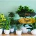Buying a Seedless Lemon Plant