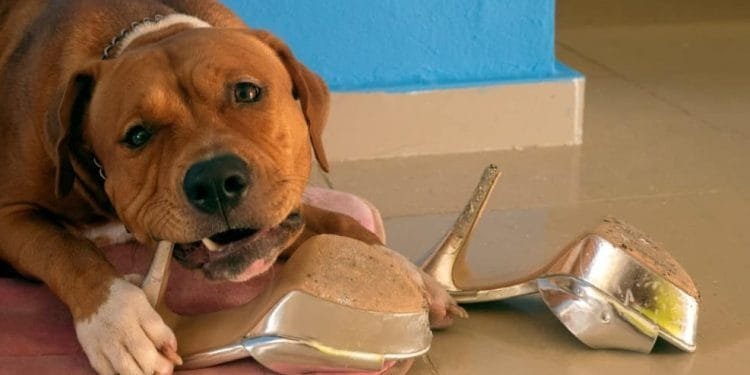 How To Stop Your Dog From Chewing Everything