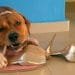 How To Stop Your Dog From Chewing Everything
