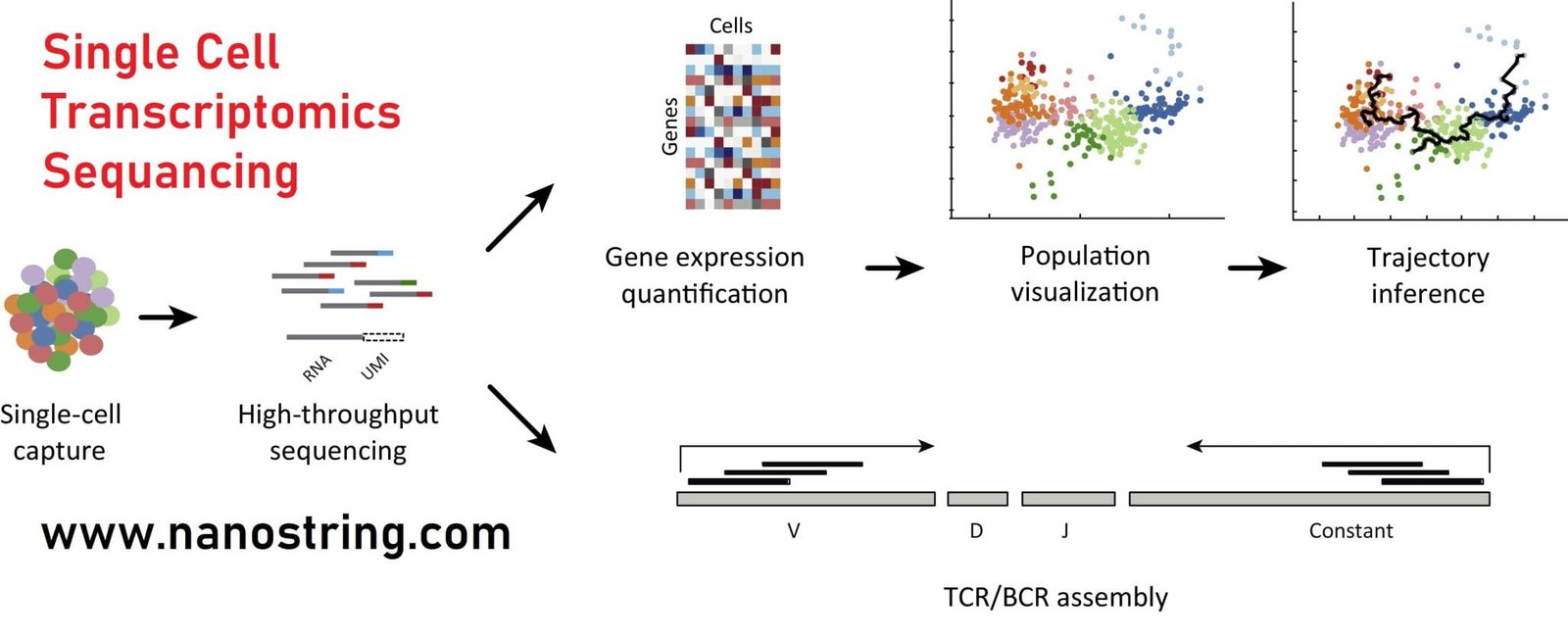 How Single Cell Transcriptomics is changing the Way We Approach Cancer ...