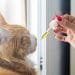 Purchase pet CBD oil for cat