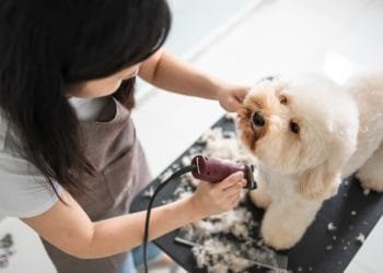 Top Connecticut Dog Groomers