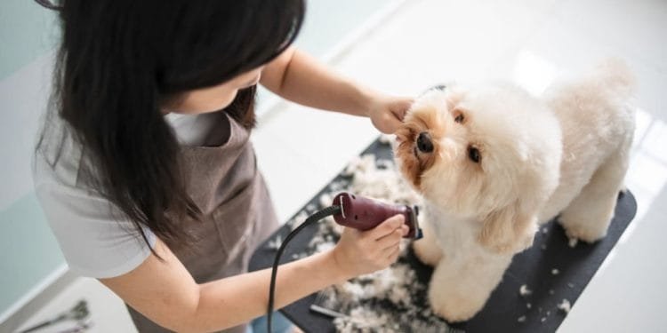 Top Connecticut Dog Groomers