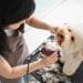 Top Connecticut Dog Groomers