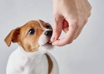 Best chew toys for puppies