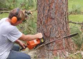 Find Out If Your Home Needs Tree Removal Services