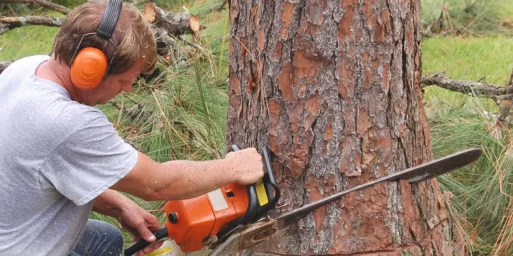 Find Out If Your Home Needs Tree Removal Services