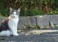 stray cats