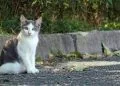 stray cats