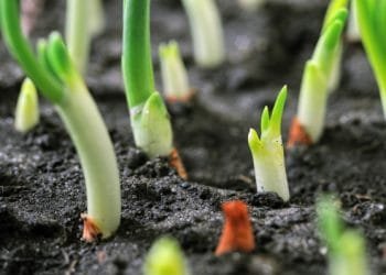 Why Do Plants Need Nutrients for Growth?