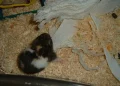Creating the Perfect Nest for Your Hamster