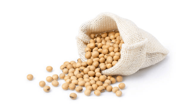 Soybean: Uses, Benefits, Nutritional value 