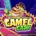camel cash casino