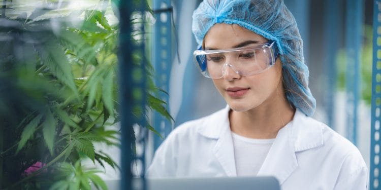 Do You Understand the Health Benefits of Cannabis?