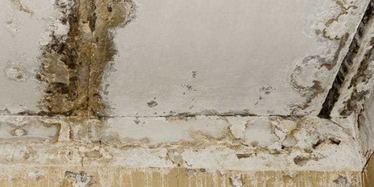 mold removal, mold removal services, mold removal services toronto, mold remediation, mold remediation services, mold remediation services toronto, mold inspection, mold inspection services, mold inspection services toronto, mold inspection and testing services, mold inspection and testing services toronto, mold cleaning, mold cleaning services toronto, mold cleaning services, commercial mold remediation, commercial mold remediation services