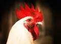 broiler chicken