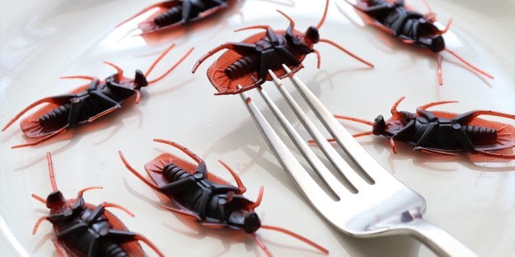 Cockroach Control Services are Necessary For: