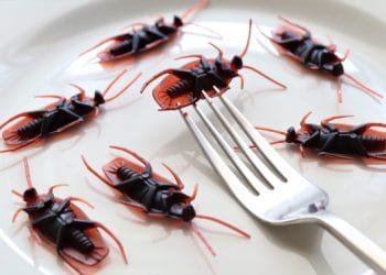 Cockroach Control Services are Necessary For:
