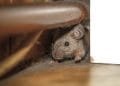 What Draws Rodents into Your Home? And How Do You Get Rid of Them?