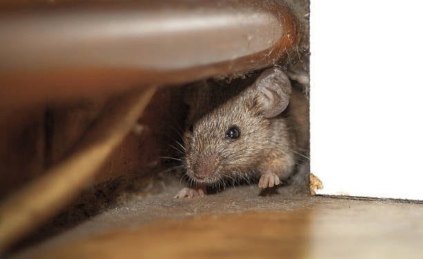 What Draws Rodents into Your Home? And How Do You Get Rid of Them?