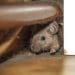 What Draws Rodents into Your Home? And How Do You Get Rid of Them?