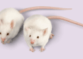When Is It Time to Call Pest Control Services for Mice?