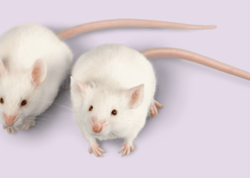 When Is It Time to Call Pest Control Services for Mice?